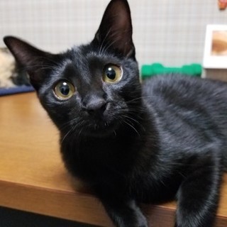 琥珀色の瞳が綺麗な甘えん坊