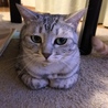 恥ずかしがり屋…