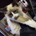 もふもふ子猫里親募集