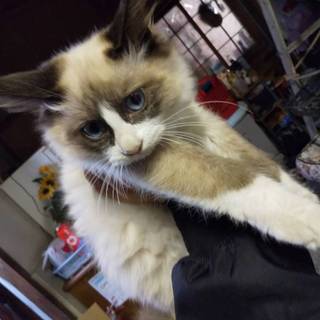 もふもふ子猫里親募集