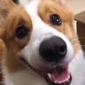 元気なコーギーちゃん