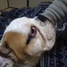 ブルドッグ★男の子★すぐお散歩に行けます！ サムネイル4