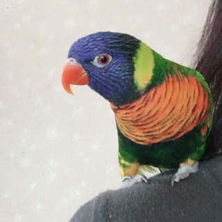 ゴシキセイガイインコの里親募集