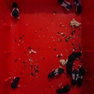 ゴールデンハムスター赤ちゃん約1ヶ月