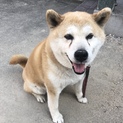 人懐こい柴犬の寛太くん（8歳）です