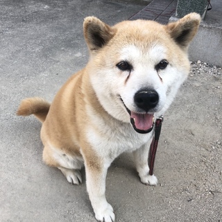 人懐こい柴犬の寛太くん（8歳）です