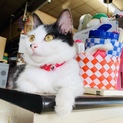もふもふ子猫里親募集