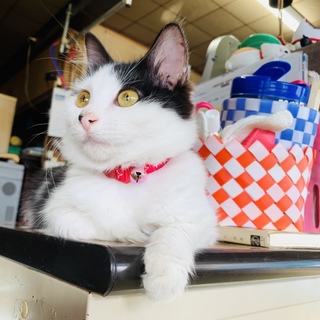 もふもふ子猫里親募集