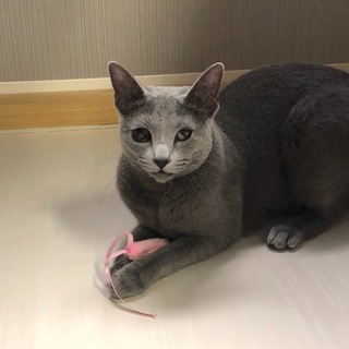 新しい家族ができました！（チビ子）