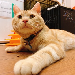 とっても甘えっ子で体の大きなアメショ♂マニくん