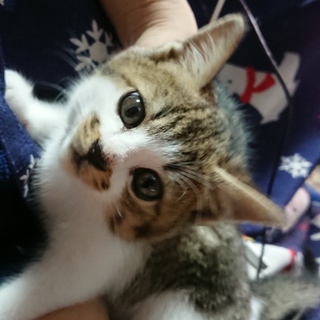 ルイ(仮)交渉中