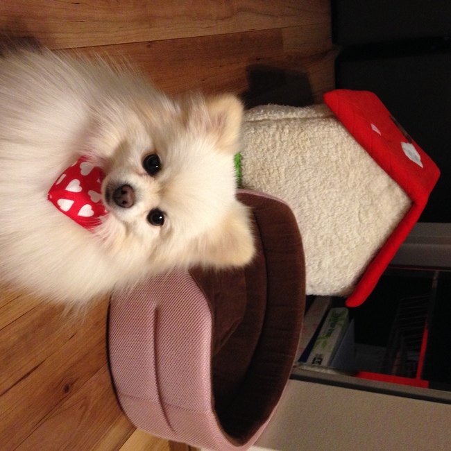 パール＆パールのカバー写真