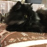 ブラックチンチラ♀活発でひょうきんなコスモちゃん サムネイル6