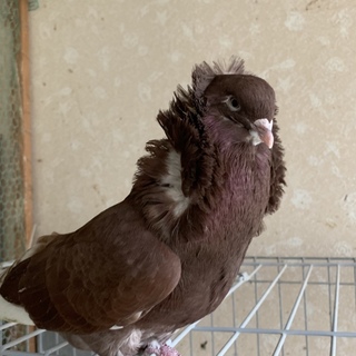 鳩（スパニッシュジャコビン）ペアで