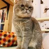 おっとりしていてマイペースエキゾ♀らーちゃん サムネイル4