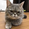 おっとりしていてマイペースエキゾ♀らーちゃん サムネイル6