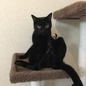 黒猫のくろちゃん　人懐こい五歳です。