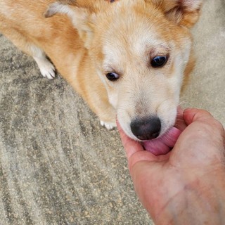 里親様決定しました！