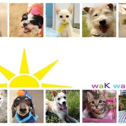 縁の会 犬猫譲渡会 サムネイル1