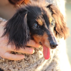 縁の会 犬猫譲渡会 サムネイル2