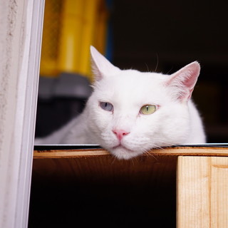 真っ白オッドアイの甘えた猫『ブラン』