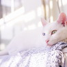 真っ白オッドアイの甘えた猫『ブラン』 サムネイル4