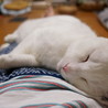 真っ白オッドアイの甘えた猫『ブラン』 サムネイル5