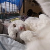 真っ白オッドアイの甘えた猫『ブラン』 サムネイル6
