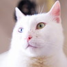 真っ白オッドアイの甘えた猫『ブラン』 サムネイル7
