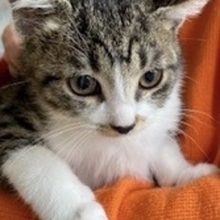 再募集！超甘えん坊のキジシロのミミちゃんです。