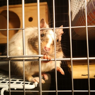 デグーの女の子２匹  １才半 パイド＆ブルー 