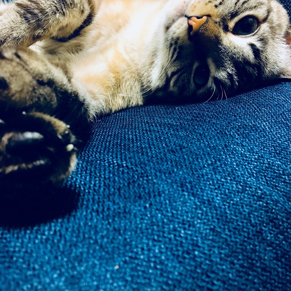 Crèmeのカバー写真