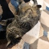 の写真