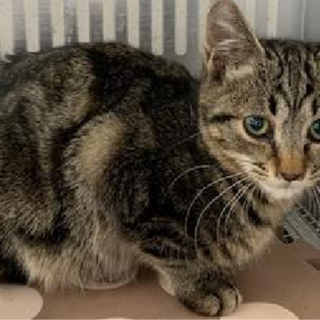 譲渡されました。