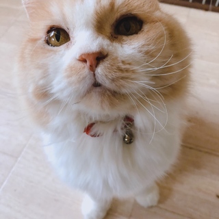 おっとりマイペースで優しいラガマフィン♂ノートくん