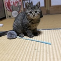 可愛い子猫です。
