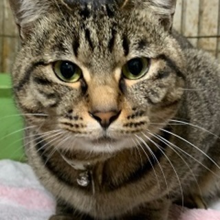 2歳4ヶ月　キジ　懐っこくお気楽な　ぼんくん