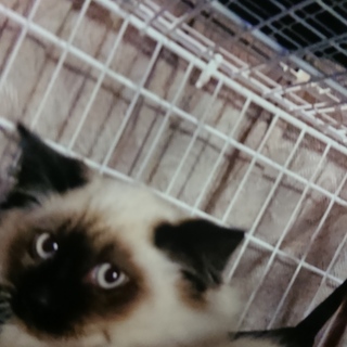 子猫の里親を募集しております！