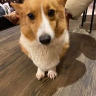 おしとやか　コギちゃん　里親絶賛募集中！