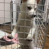 ましろ