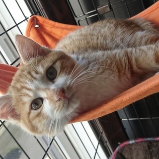 仲良し兄弟猫です。