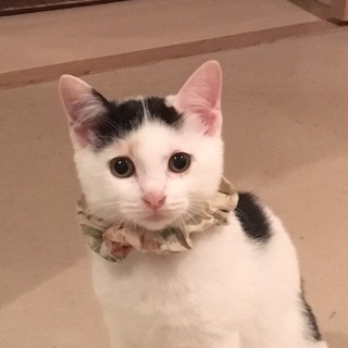 可愛い三毛猫の女の子♪♪