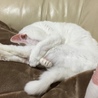 の写真
