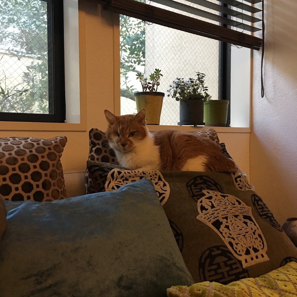 トラジのカバー写真