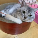 スコティッシュのぎんちゃん(食道の狭いこ)