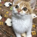 人懐っこい元気いっぱい子猫ちゃん！