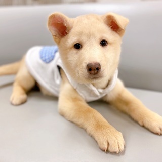 【ころまるくん】生後2か月の子犬５兄弟（男の子♂）