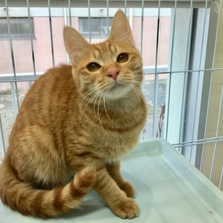 シャイでナイーブ男子