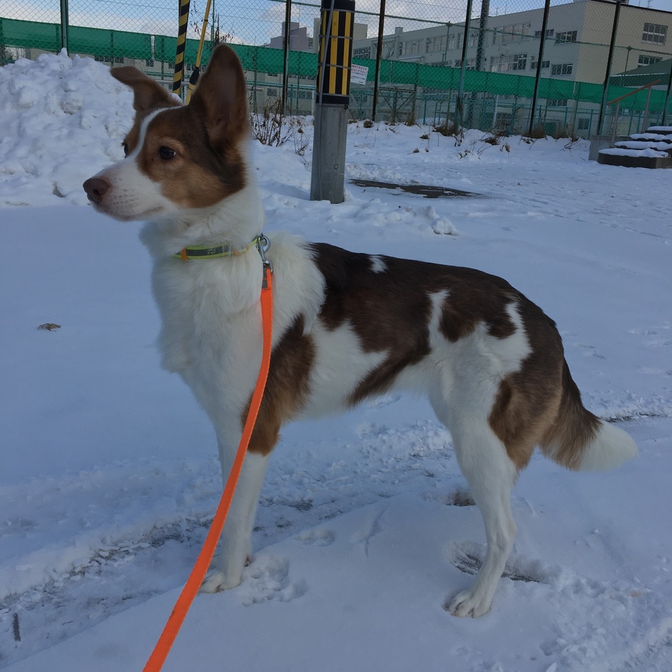 ペタのカバー写真