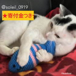 寄付金つき★またたび入りねずみのおもちゃ